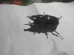 Aegopsis curvicornis