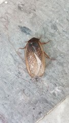 Homoeogamia mexicana