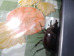 Aegopsis curvicornis