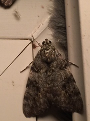 Catocala duplicata