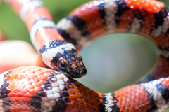 Lampropeltis zonata