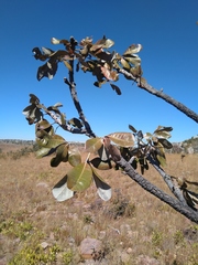 Oldfieldia dactylophylla
