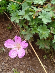 Geranium subargenteum
