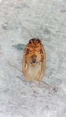 Homoeogamia mexicana