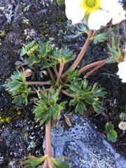 Ranunculus glacialis