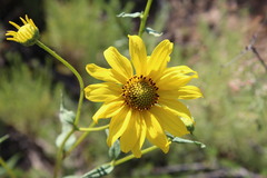 Helianthus gracilentus