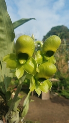 Catasetum integerrimum