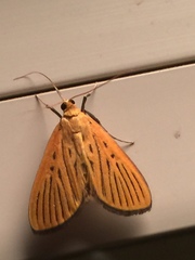 Tyspanodes striatus
