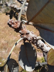 Oldfieldia dactylophylla