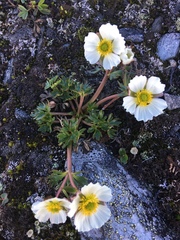 Ranunculus glacialis