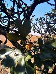 Oldfieldia dactylophylla