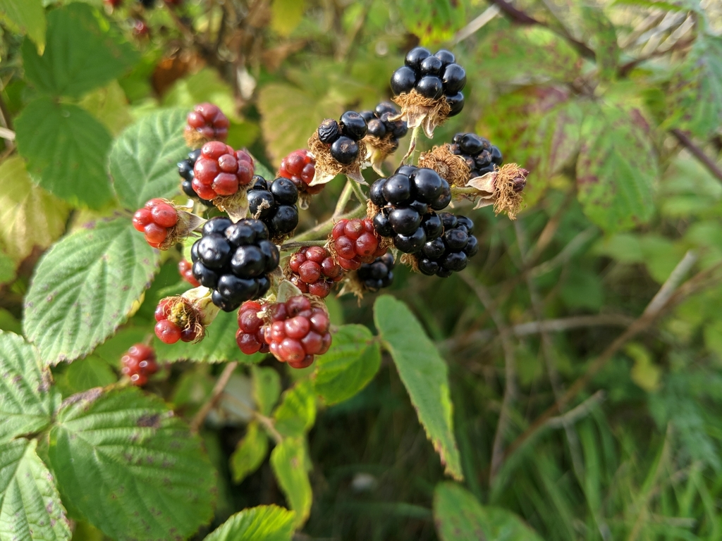 European bramble complex from Aberdeenshire, Scotland, GB on September ...