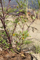 Bidens frondosa