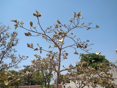 Aspidosperma macrocarpon