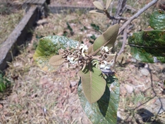 Aspidosperma macrocarpon