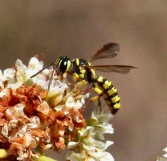 Eucerceris provancheri
