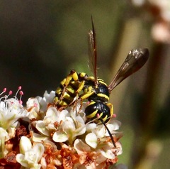 Eucerceris provancheri