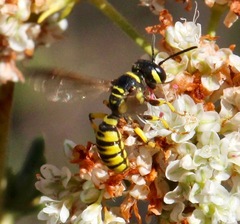 Eucerceris provancheri