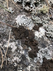 Umbilicaria muhlenbergii