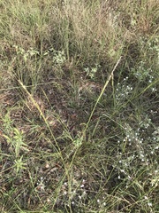 Sporobolus compositus