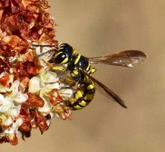 Eucerceris provancheri