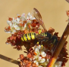 Eucerceris provancheri
