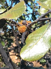 Oldfieldia dactylophylla