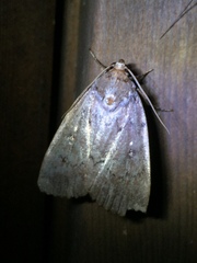 Amphipyra schrenckii