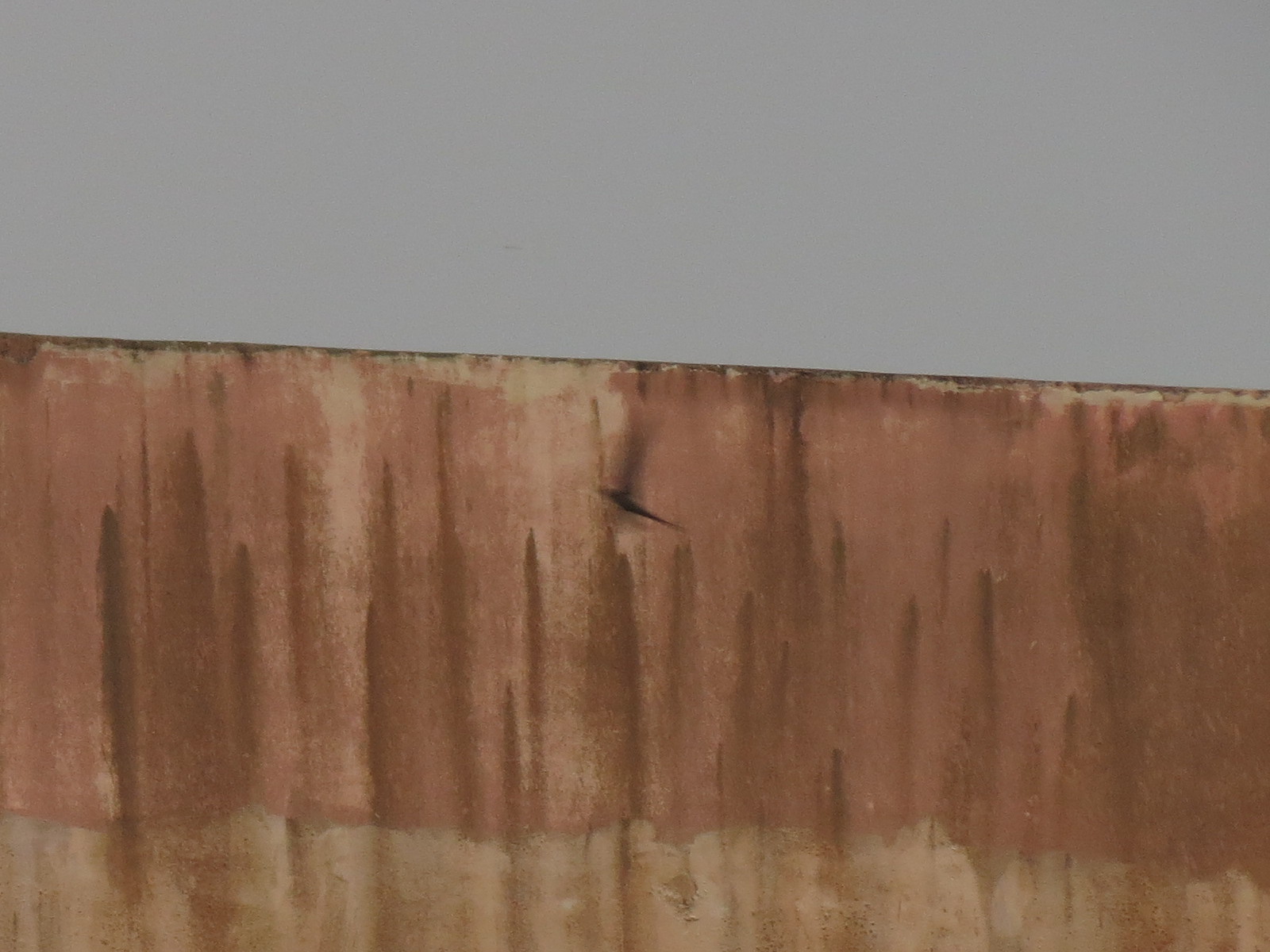 African Palm Swift