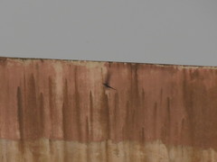 Cypsiurus parvus