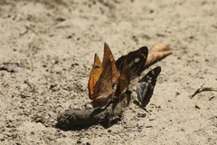 Charaxes marmax