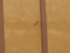 Cypsiurus parvus