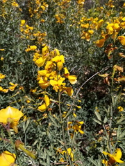 Calobota cytisoides