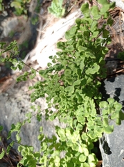 Adiantum chilense scabrum
