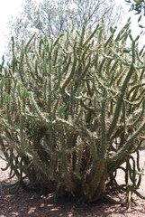 Austrocylindropuntia