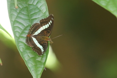 Sumalia daraxa