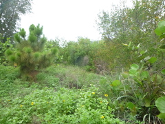 Helianthus debilis image
