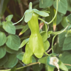 Codonopsis kawakamii