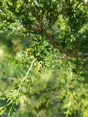 Juniperus virginiana