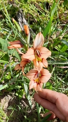 Gladiolus meliusculus