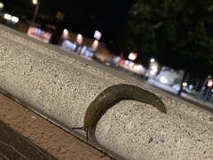 Limacus flavus