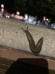 Limacus flavus