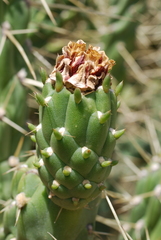 Austrocylindropuntia