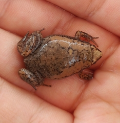 Eastern Narrow-Mouthed Toad photo 4
