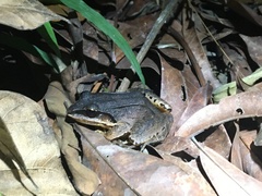Leptodactylus mystaceus