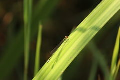 Pseudagrion hageni