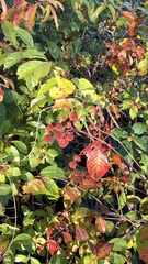 Cephalanthus occidentalis