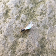 Lasius niger