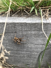 Alopecosa inquilina