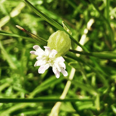 Silene morrisonmontana